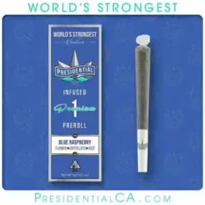 Blue Raspberry infused Preroll 1G-Presidential