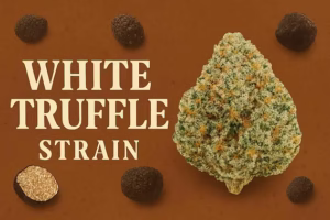 WHITE TRUFFLE-Indica-Stiiizy